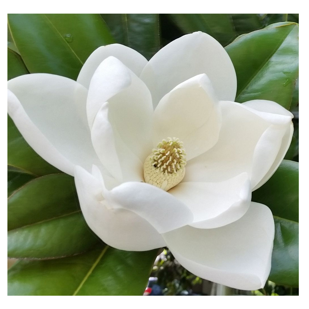 Magnolia grandiflora - Pueblo Florido