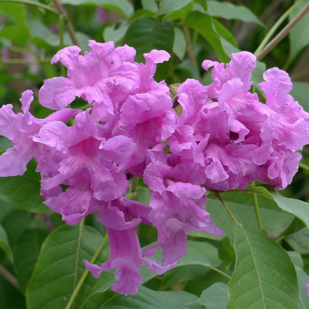 File:Lapacho rosa en floración - panoramio.jpg - Wikipedia